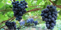 Le uve Schiava stanno aspettando la vendemmia